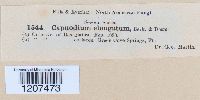 Capnodium elongatum image