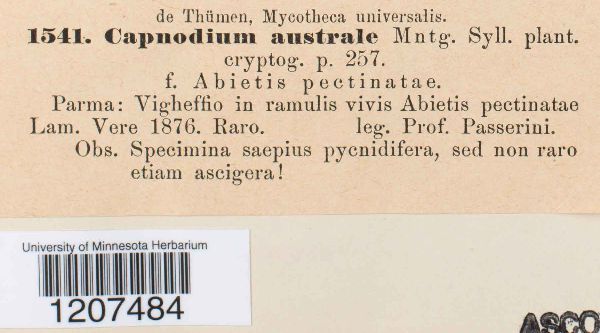 Capnodium australe image