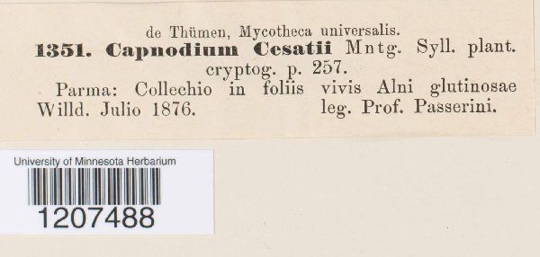 Capnodium cesatii image