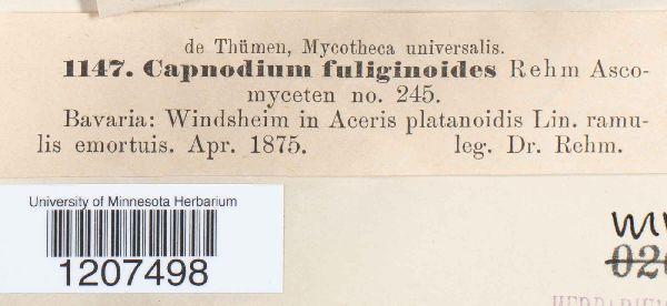 Capnodium fuliginodes image