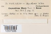 Capnodium nerii image