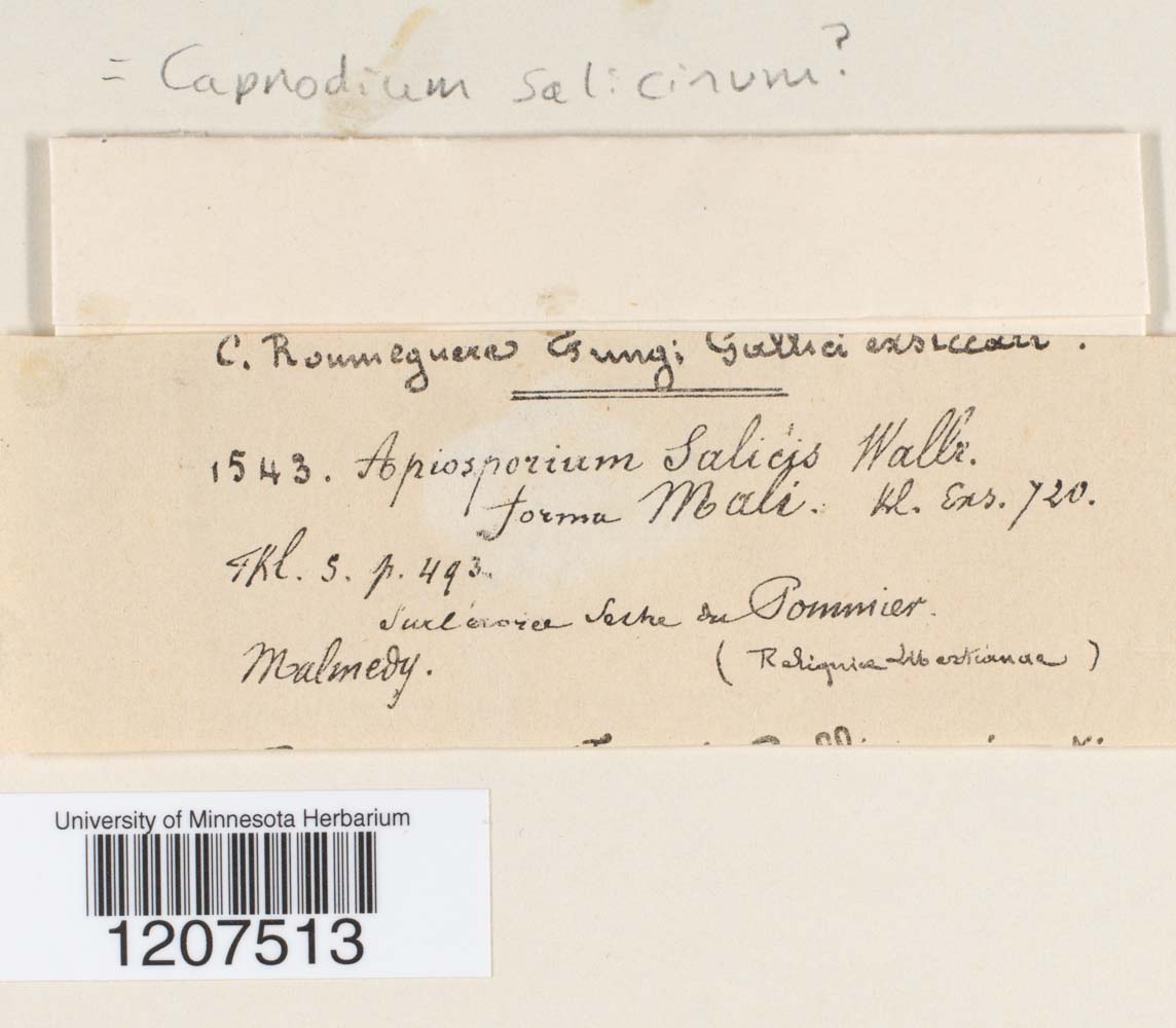 Capnodium citri image