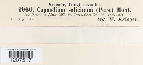 Capnodium image