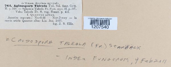 Caudospora taleola image
