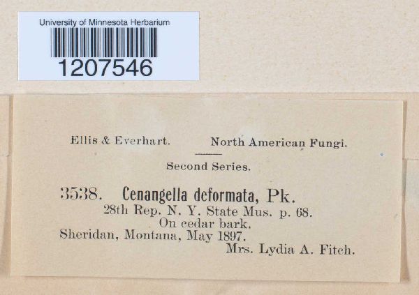 Cenangella deformata image