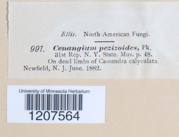 Cenangium pezizoides image