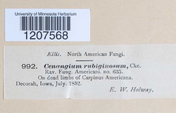 Cenangium rubiginosum image