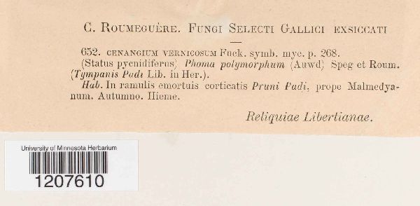 Cenangium vernicosum image