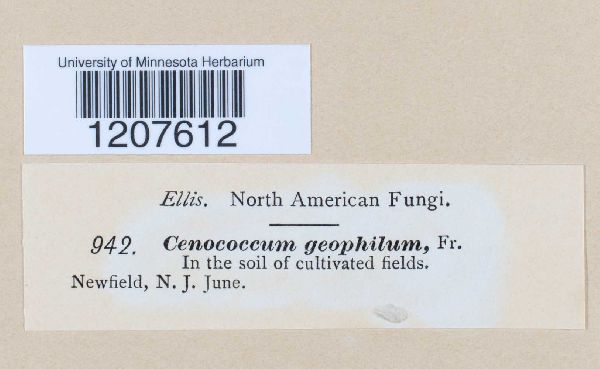 Cenococcum geophilum image