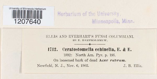 Ceratostomella echinella image