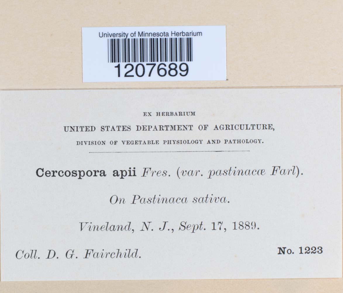 Cercospora apii image
