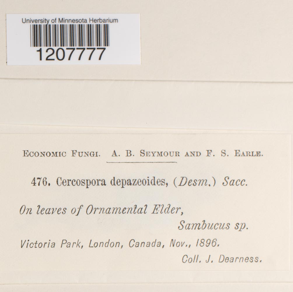 Cercospora depazeoides image