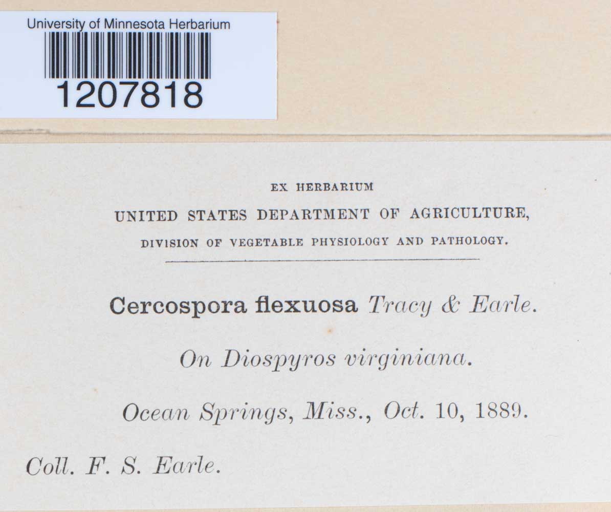 Cercospora flexuosa image