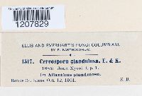 Cercospora glandulosa image
