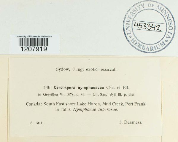 Cercospora nymphaeacea image
