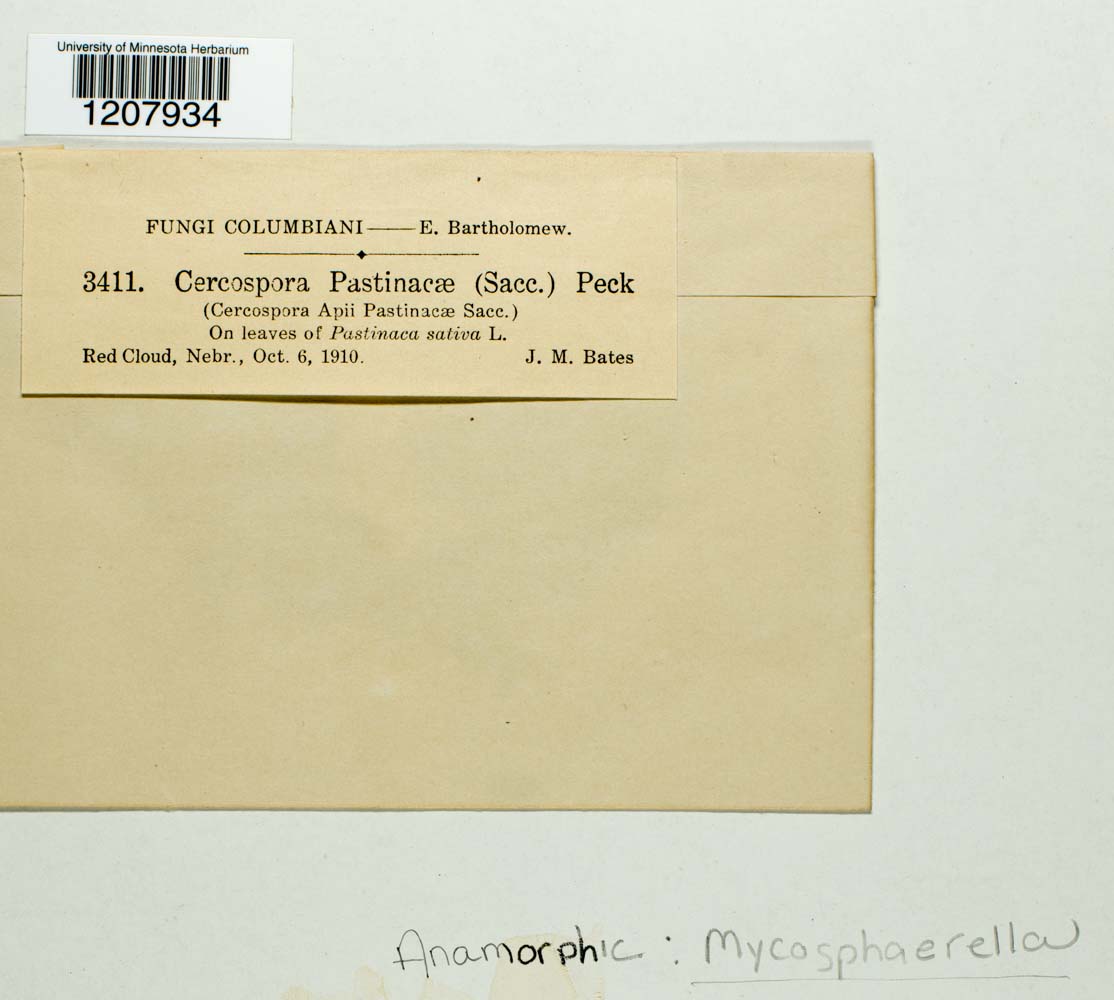 Cercospora pastinacae image