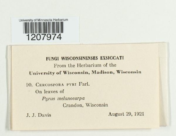 Cercospora pyri image
