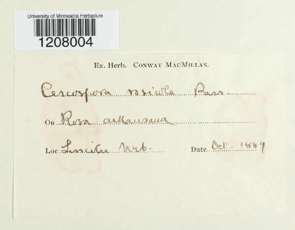 Cercospora rosicola image