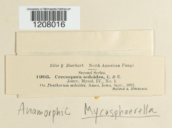 Cercospora sedoides image