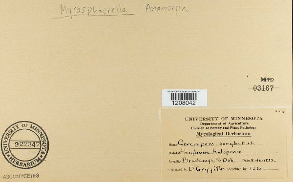 Cercospora sorghi image