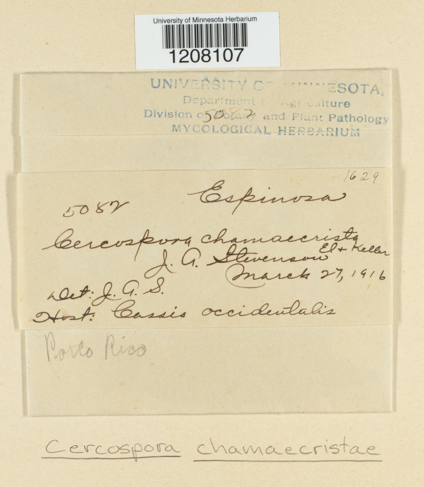 Cercospora chamaecristae image