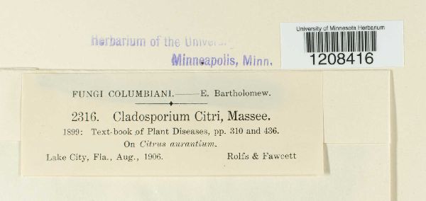 Cladosporium citri image