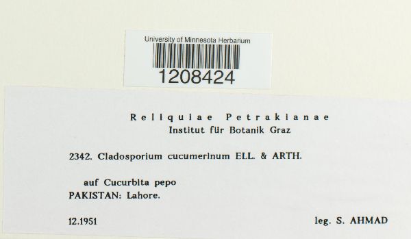 Cladosporium cucumerinum image