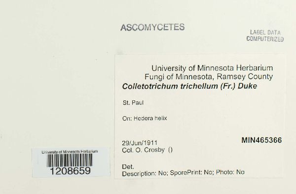 Colletotrichum trichellum image