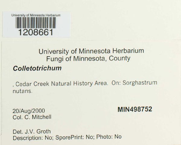 Colletotrichum image
