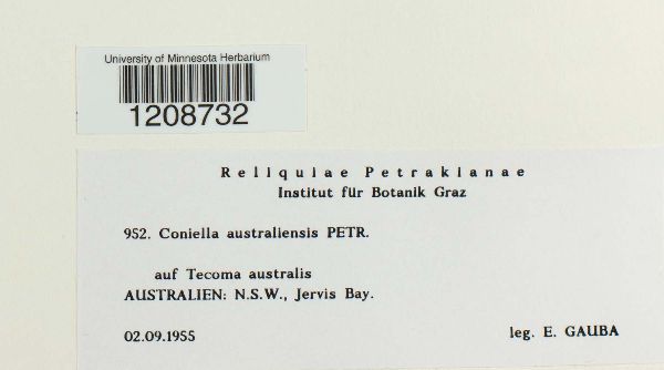 Coniella australiensis image