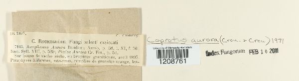 Coprotus aurora image