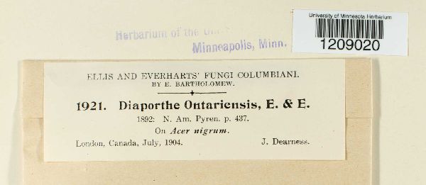 Diaporthe ontariensis image