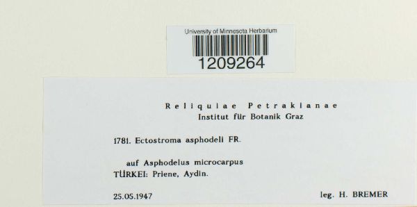 Ectostroma asphodeli image