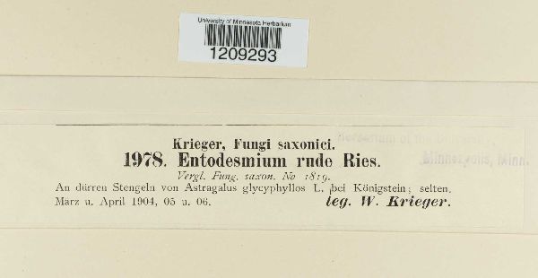 Entodesmium rude image