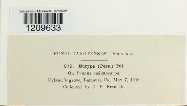Eutypa image