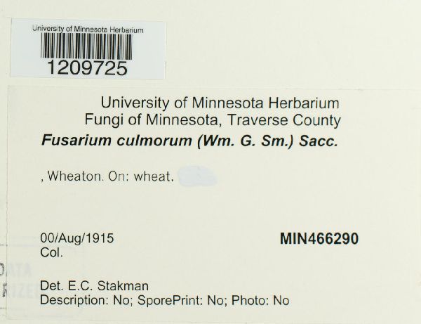 Fusarium culmorum image