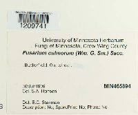 Fusarium culmorum image