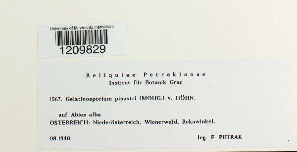 Gelatinosporium pinastri image