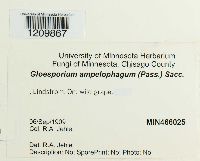 Gloeosporium ampelophagum image