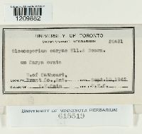 Gloeosporium caryae image