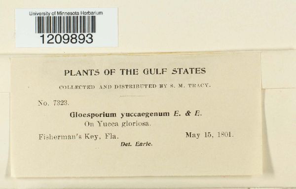 Gloeosporium yuccogenum image