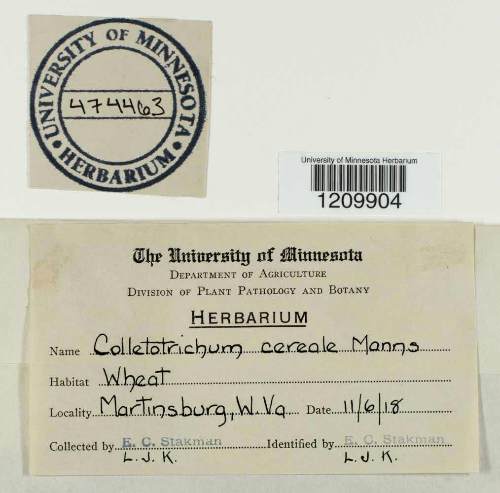 Glomerella graminicola image