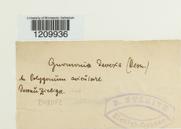 Plagiostoma devexum image