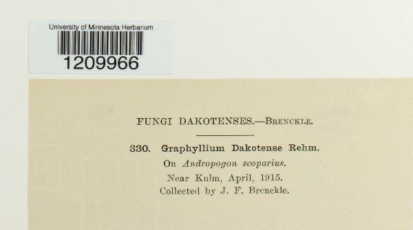 Graphyllium dakotense image
