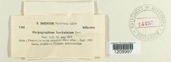 Harpographium fasciculatum image