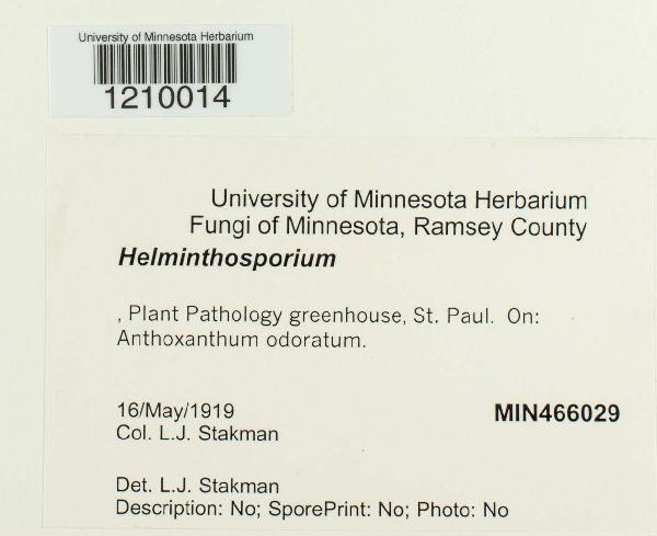 Helminthosporium image
