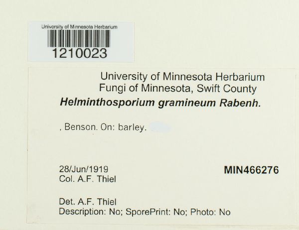 Pyrenophora image