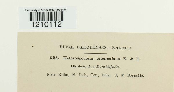 Heterosporium tuberculans image