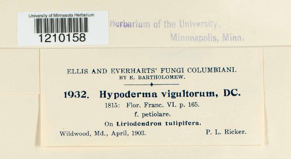Hypoderma virgultorum image