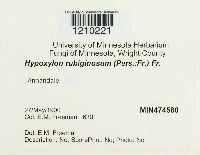 Hypoxylon rubiginosum image